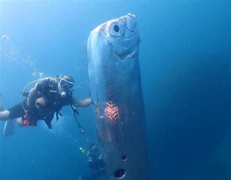 doomsday fish meaning|A “Doomsday Fish” Was Filmed off the Coast of Taiwan .
